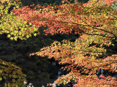 

Posterhouzz Autumn Fine Art Print Poster Fine Art Print(12 inch X 18 inch, Rolled)