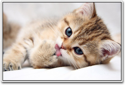 

Cute Cat Photographic Paper(12 inch X 18 inch)