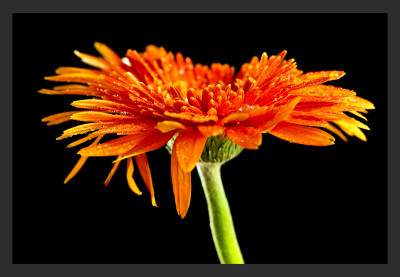 50% OFF on Gerbera up Canvas Art(24 inch X 34 inch)