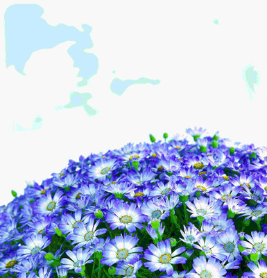 

Posterhouzz Flower Fine Art Print Poster Fine Art Print(18 inch X 12 inch, Rolled)