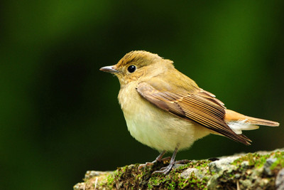 

Oshi - Beautiful Sparrow (2) Paper Print(12 inch X 18 inch, Stretched)