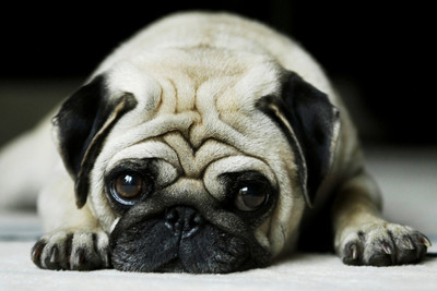 

Oshi - My Cute Pug Paper Print(12 inch X 18 inch, Streched)