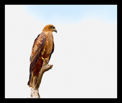 50% OFF on Eagle 05 Canvas Art(16 inch X 20 inch)