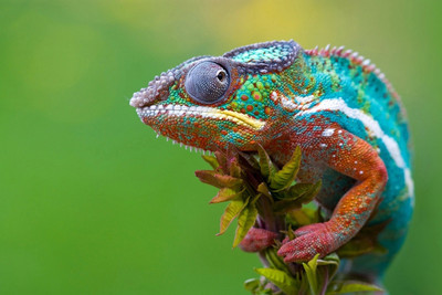 

Oshi - Colourful Chameleon Paper Print(12 inch X 18 inch, Rolled)