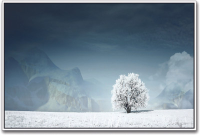 Snow on Tree Paper Print(12 inch X 18 inch)