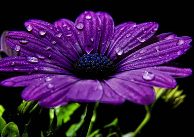 46% OFF on Dew On Flower Paper Print(17 inch X 12 inch, Rolled)