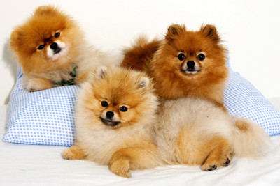 

Oshi - Cute Puppies (2) Paper Print(12 inch X 18 inch, Streched)