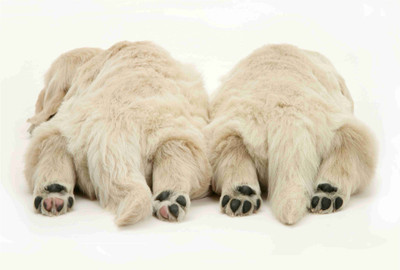 

Animals Paper Print(19 inch X 13 inch, Rolled)