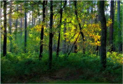 

Nature Paper Print(19 inch X 13 inch, Rolled)