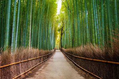 Nature Fine Art Print(20 inch X 30 inch, Rolled)
