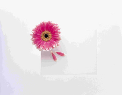 

Posterhouzz Flower Fine Art Print Poster Fine Art Print(12 inch X 18 inch, Rolled)