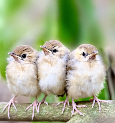 50% OFF on Brids B03 Canvas Art(25 inch X 24 inch)