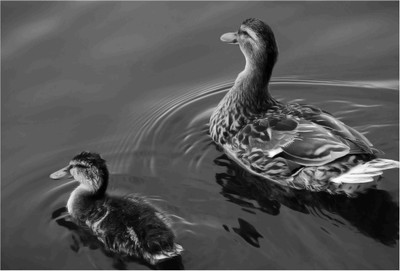 

Birds Paper Print(19 inch X 13 inch, Rolled)