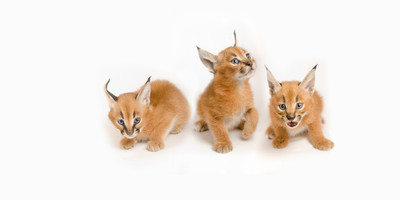 

Art For Kids Room Décor - Baby Caracal Kittens - Medium Size Rolled Digital Art Print On Photographic Paper(24 inch X 12 inch, Rolled)