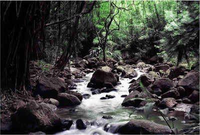 

Nature Paper Print(19 inch X 13 inch, Rolled)