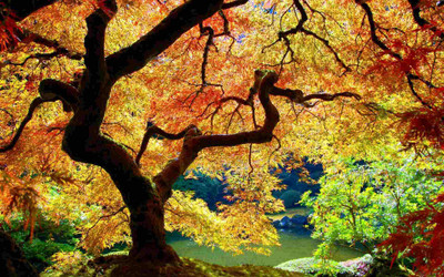 

Posterhouzz Autumn Fine Art Print Poster Fine Art Print(12 inch X 18 inch, Rolled)