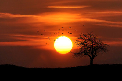 

Oshi - Beautiful Sunset (2) Paper Print(12 inch X 18 inch, Stretched)