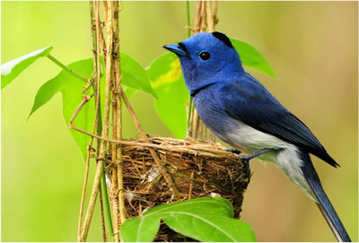 

Blue Bird on Nest Paper Print(13 inch X 19 inch, Rolled)