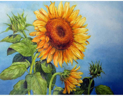 

Tallenge - Blooming Sunflowers - A3 Size Premium Quality Rolled Poster Paper Print(16.5 inch X 11.7 inch, Rolled)