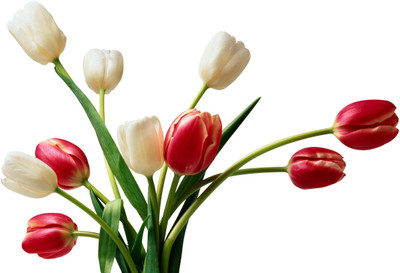 

Posterhouzz Flower Fine Art Print Poster Fine Art Print(12 inch X 18 inch, Rolled)