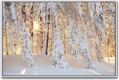 

Heavy Snow on Trees Paper Print(12 inch X 18 inch)