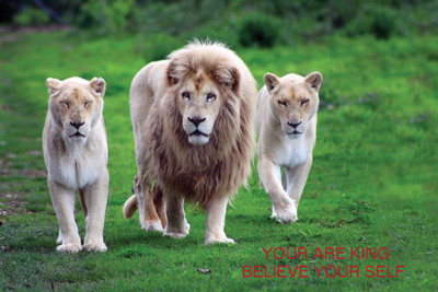 

TMS Your Are King Paper Print(12 inch X 18 inch, Rolled)