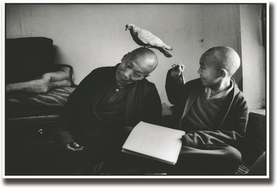

Pigeon on monk's head Fine Art Print(12 inch X 18 inch, Rolled)