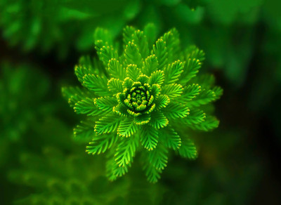 

Tallenge - Valentine’s Day Gift - Macro Photograph Of Leaves - A3 Size Premium Quality Rolled Poster Paper Print(16.5 inch X 11.7 inch, Rolled)