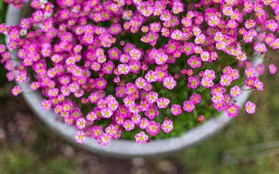 

FLOWER POT POSTER HD Wallpaper Background Fine Art Paper DECORATION Fine Art Print(19 inch X 13 inch, Rolled)