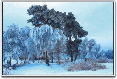 

Snow Covered Trees Amazing Paper Print(12 inch X 18 inch)