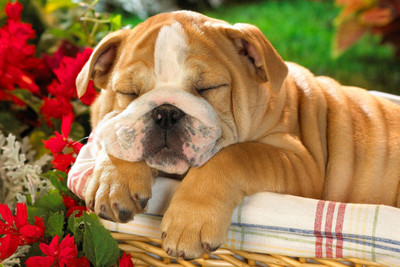 

Oshi - Cute Sleeping Bulldog in a Bucket Paper Print(12 inch X 18 inch, Streched)