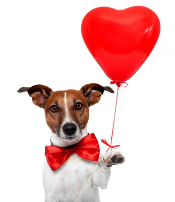 

Tallenge - Valentine's Day Gift - Cute Dog with Heart Poster - A3 Size Premium Quality Rolled Poster Paper Print(16.5 inch X 11.5 inch)