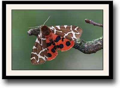 

Butterfly on a tree branch Fine Art Print(10 inch X 14 inch, Framed)