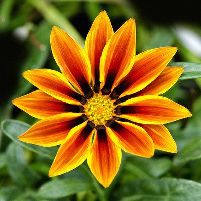 50% OFF on Colourful Flowers 117 Canvas Art(20 inch X 20 inch)