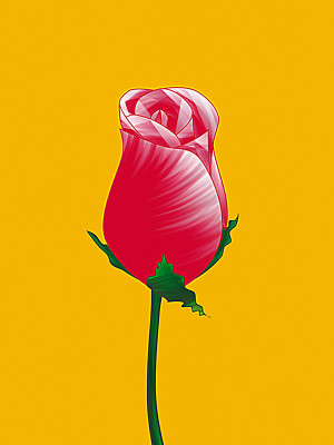50% OFF on Rose Bud Paper Print(40 inch X 30 inch)