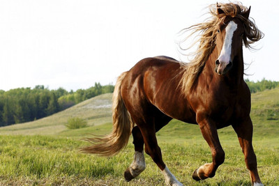

Posterhouzz Horse Poster Paper Print(12 inch X 18 inch, Rolled)