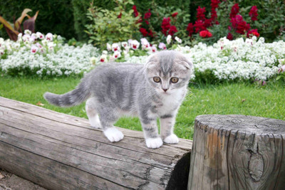 

Just Cute - Cat on Trunk Paper Print(12 inch X 18 inch)