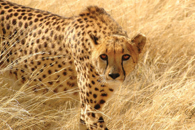 

Cheetah Paper Print(12 inch X 18 inch, Rolled)