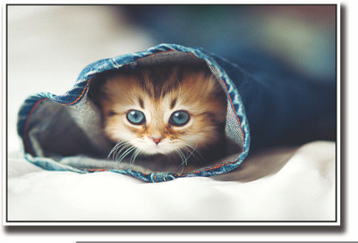 

Posterhouzz Cute small cat inside jeans Fine Art Print(12 inch X 18 inch, Rolled)