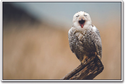 

Snowy Owl Paper Print(12 inch X 18 inch)