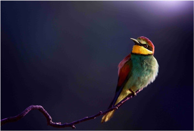 

Birds Paper Print(19 inch X 13 inch, Rolled)