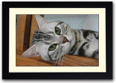 Cute Cat AFP0494 Fine Art Print(14 inch X 20 inch, Framed)
