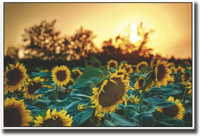 

Yellow sunflower Fine Art Print(12 inch X 18 inch, Rolled)
