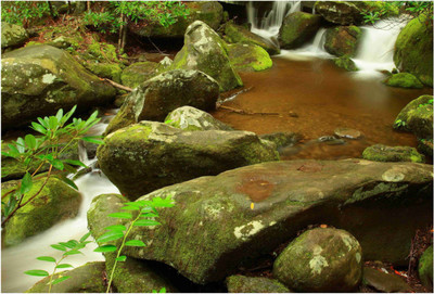 Nature Paper Print(19 inch X 13 inch, Rolled)