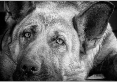

Posterhouzz German Shepherd Paper Print(12 inch X 18 inch, Rolled)