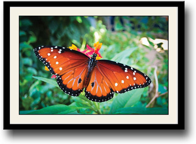 

Yellow and black butterfly on flower Fine Art Print(10 inch X 14 inch, Framed)