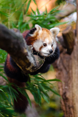 

cute pose natural poster Fine Art Print(18 inch X 12 inch, Rolled)