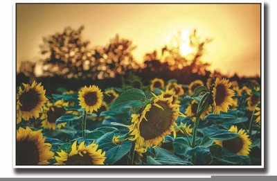 

Posterhouzz Yellow sunflower Fine Art Print(12 inch X 18 inch, Rolled)