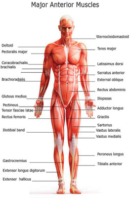 

Major Anterior Muscles Paper Print(12 inch X 18 inch, Rolled)