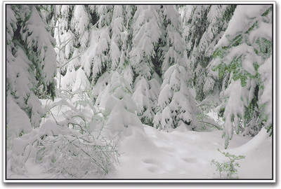 

Heavy Snowfall in Forest Paper Print(12 inch X 18 inch)